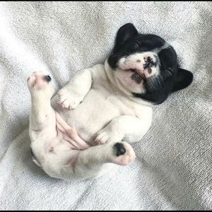 Meet your Posher, Ace